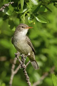 Attentiveness Prints: Olive warbler, (Hippolais olivetorum)