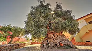 Drupe Prints: Olives (olivae), olive tree, oldest olive tree in Crete