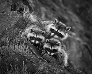 Raccoon Prints: Olympic National Park, Washington