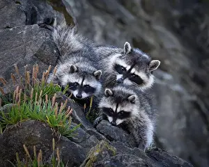 Raccoon Prints: Olympic National Park, Washington
