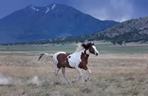 Wild Horses Prints: The Onaqui Mountain wild horse herd have a slight to moderate build and and range in colors from sorrel