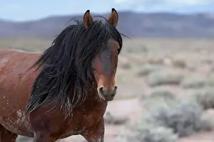 Wild Horses Prints: The Onaqui Mountain wild horse herd have a slight to moderate build and and range in colors from sorrel