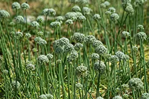 Rural Area Prints: Onion field with Beautiful Flowers At Rural Area, Coimbatore, Tamil Nadu, India