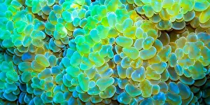 Biosphere Prints: Opal Bubble Coral, Grape Coral
