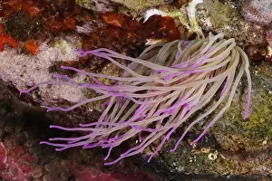 Costa Brava Prints: Opelet anemone (Anemonia sulcata) with pink tentacles spreading out on a submerged rock