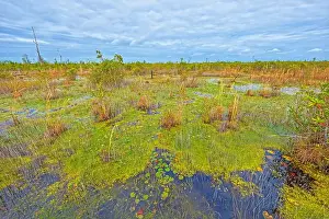 Ecotravel Prints: Open Marshland in the Deep South in the Okefenokee National Wildlife Refuge in Georgia