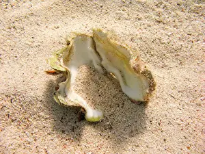 Dahab Prints: Open shell laying on the sea bed - Underwater at dive site Eelgarden in Dahab, Egypt
