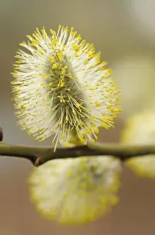 Sprout Prints: Opening male inflorescense of the Goat Willow in early spring