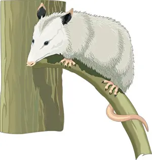 Marsupial Prints: Opossum on a Branch Vector Illustration