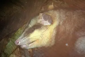 Marsupial Prints: An opossum in rainforest rehabilitation center