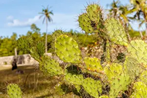 Savannah Prints: Opuntia (Prickly pear, Pear cactus)