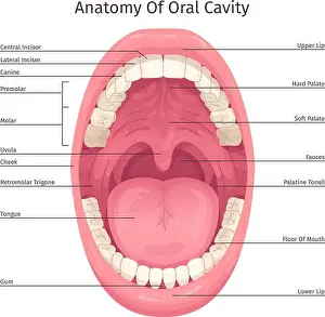 Infection Prints: Oral cavity infographic. Human mouth inside parts structure anatomy system teeth dentistry diagram