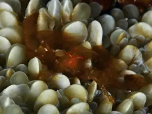 Camouflages Prints: An orang-utan crab (Achaeus japonicus) with conspicuous eyes on a coral