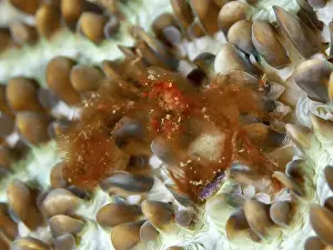 Camouflaging Prints: An orang-utan crab (Achaeus japonicus) with long hairs on a coral