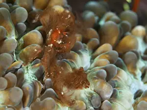 Adaptions Prints: An orang-utan crab (Achaeus japonicus) with long hairs on a coral