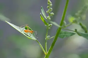 Green Valley Prints: Orange Assassin Bug (Pselliopus barberi) nymph