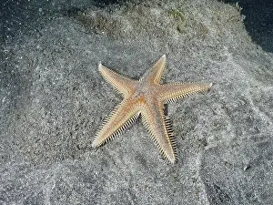 Lies Prints: Orange Astropecten aranciacus (Astropecten aranciacus) lying on grey sand in the sea