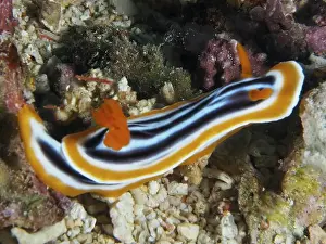Nudibranches Prints: Orange-black-striped Magnificent Star Snail (Chromodoris magnifica)