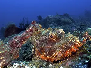 Sea Fish Prints: An orange-brown fish, fringed scorpionfish (Scorpaenopsis oxycephalus)