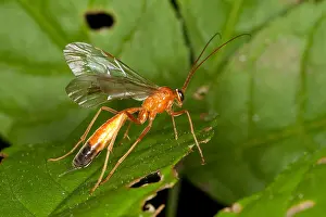 Sits Prints: orange caterpillar parasitic wasp (Netelia spec.), sitting on a leaf