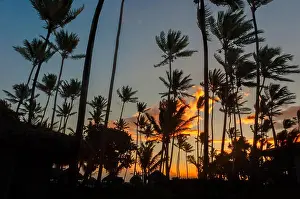Havana Prints: orange clouds and a blue sky in the morning tropical forest with black silhouettes of tall coconut palms
