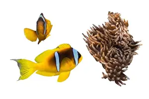 Anemones Prints: Two Orange Clownfish (Anemone Fish) And Anemone Soft Coral Isolated On White Background