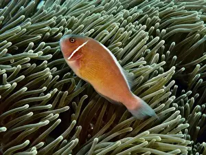 Damselfish Prints: An orange collar anemonefish (Amphiprion perideraion) swimming in a sea anemone