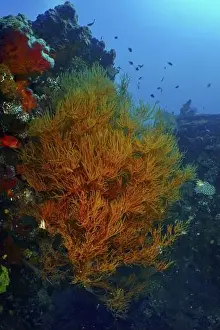 Deep Blue Prints: Orange-coloured Black coral (Antipathes dichotoma) and fish enliven a wreck in the deep blue ocean