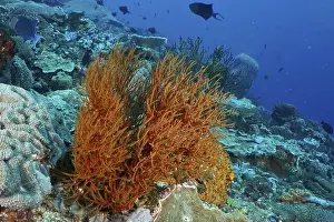 Orange Coloured Prints: An orange-coloured Black coral (Antipathes dichotoma) stands out in a lively underwater world