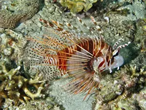 Water Animals Prints: An orange-coloured lionfish with spiny fins