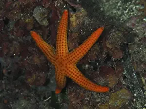 Provence Alpes Cote D Azur Prints: Orange-coloured starfish (Hacelia attenuata) on the seabed in a diverse underwater landscape
