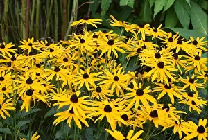 Orange coneflowers (Rudbeckia fulgida), black eyed susan, england