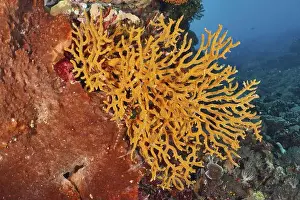Coral Formation Prints: An orange coral formation stands out strikingly from a rock