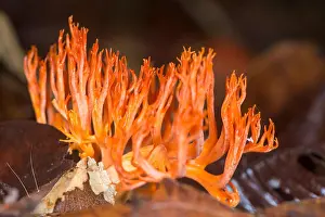 Malaysian Prints: Orange Coral Fungus, Ramaria sp. Maliau Basin, Sabah, Malaysia, Borneo