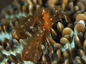 Diving Locations Prints: An orange crab, orang-utan crab (Achaeus japonicus)