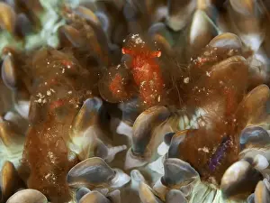 Cnidaria Prints: An orange creature, orang-utan crab (Achaeus japonicus)