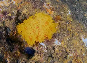 Baja California Prints: Orange Cup Coral (Tubastraea coccinea) in Baja California, Mexico