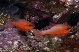 Percomorphaceae Prints: Two orange fish, king mullet (Apogon imberbis)