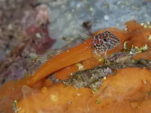 South France Prints: Orange fish with striking pattern