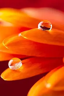 Droplets Prints: Orange flower petals with water drop close up over red background