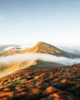 Orange grass trembling in the wind in autumn mountains at sunrise. A soft mist flows through the mountain peaks. Carpathian mountains, Ukraine