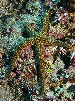 Starfishes Prints: Orange-green starfish, New Caledonia starfish