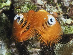Serpulidae Prints: Orange Indo-Pacific Christmas tree worm (Spirobranchus corniculatus) on reef