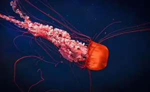Stinging Prints: Orange jellyfish. Chrysaora fuscescens