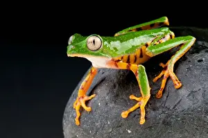 Orange legged leaf frog / Phyllomedusa hypochondrialis
