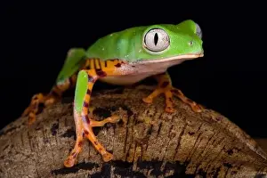 Orange legged leaf frog (Phyllomedusa hypochondrialis)