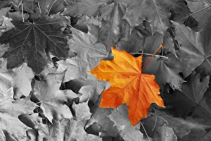 Dirty Prints: Orange maple leaf amongst black and white autumn leaves