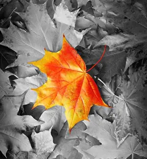 Grayscale Prints: Orange maple leaf amongst black and white autumn leaves