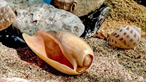 Snail Shell Prints: Orange Ornate olive snail or cryptospira seashell on a sand underwater