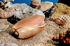 Snail Shell Prints: Orange Ornate olive snail or cryptospira seashell on a sand underwater